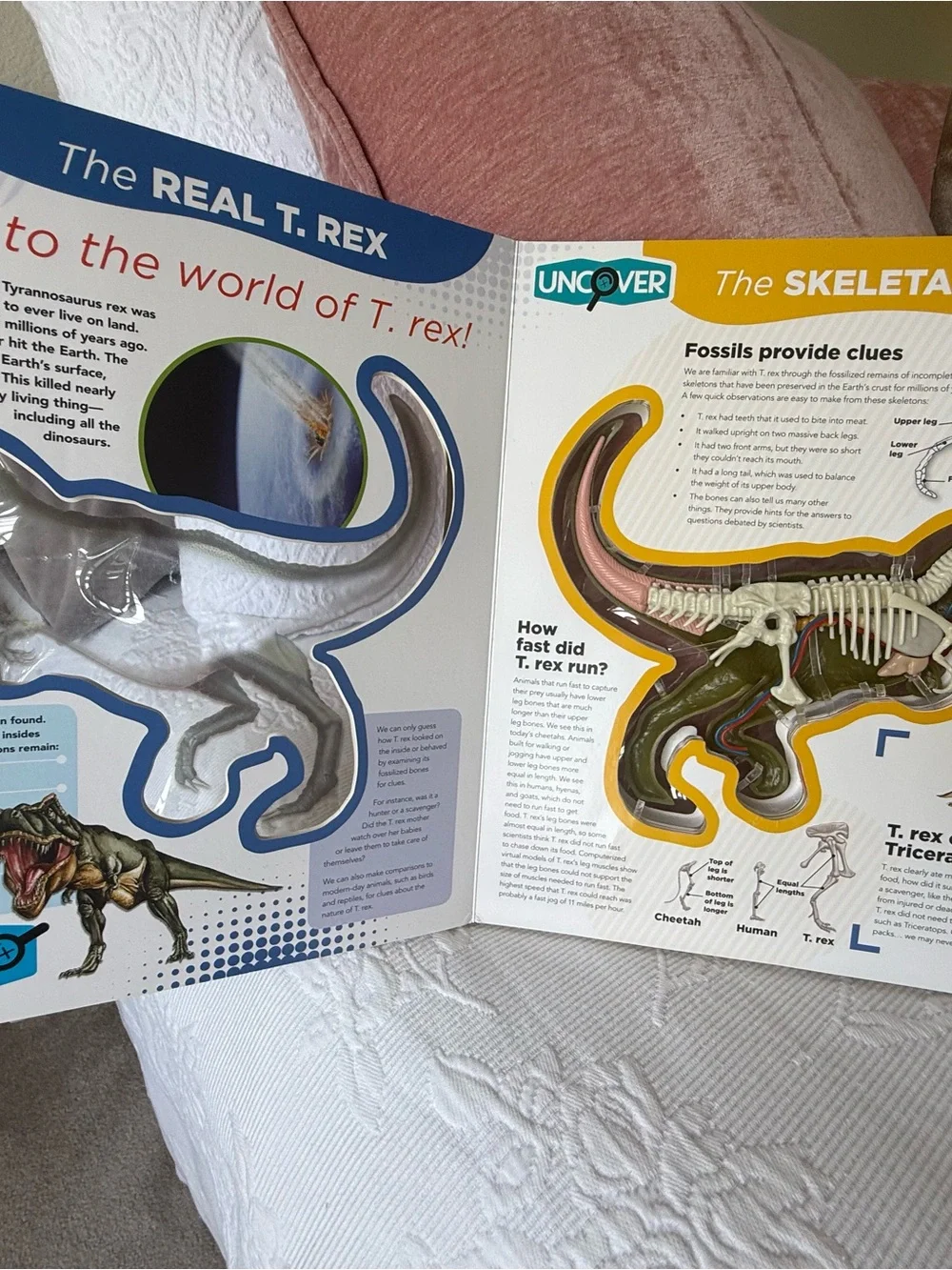 Other rex interactive